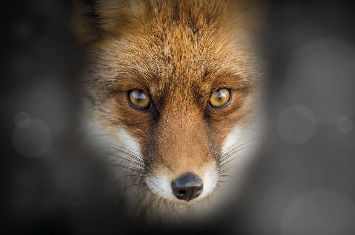 Ringer Zeiterfassung