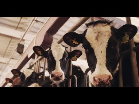 3D-Sensor unterstützt vollautomatisches Melksystem