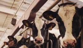 3D-Sensor unterstützt vollautomatisches Melksystem